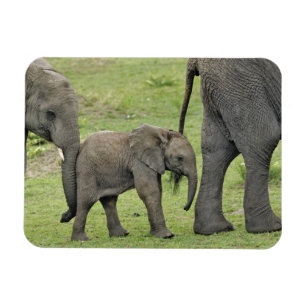 Kvinnlig afrikansk elefant med unge magnet