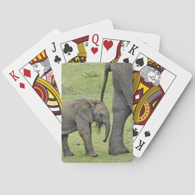 Kvinnlig afrikansk elefant med unge spelkort (Baksidan)