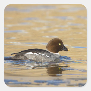 Kvinnlig allmänningGoldeneye Fyrkantigt Klistermärke