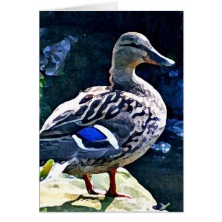 Kvinnlig anka som håller ett öga på dig OBS kort