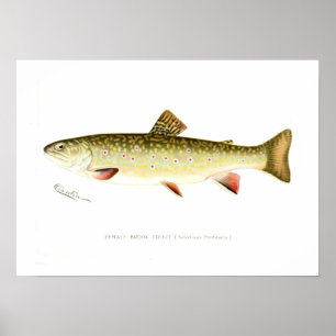 Kvinnlig bäckforell poster