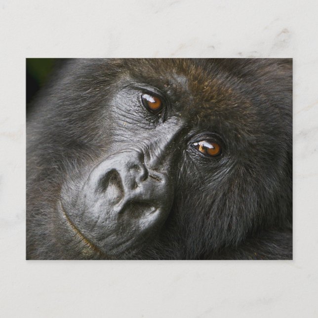 Kvinnlig bergsgorilla vykort (Framsida)