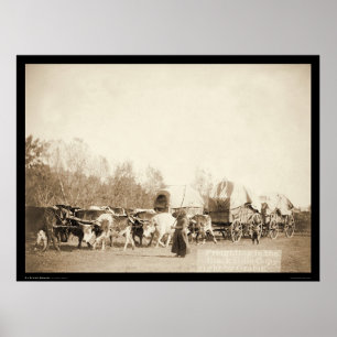 Kvinnlig bullwhacking Oxen SD 1887 Poster