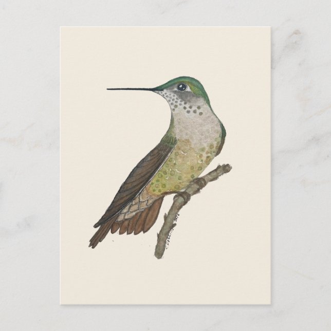 Kvinnlig Calliope-kolibri Vykort (Framsida)