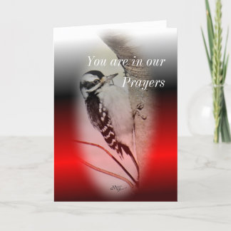 Kvinnlig Downy Woodpecker - anpassa vilken tillfäl Kort