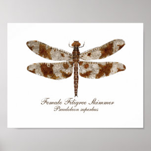Kvinnlig Filigree skumslev daronfly Poster
