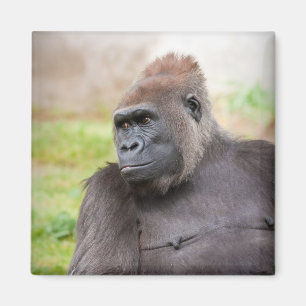 Kvinnlig gorilla magnet