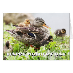 Kvinnlig gräsand som omges av Ducklings Hälsningskort