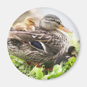 Kvinnlig gräsand som omges av Ducklings Magnet