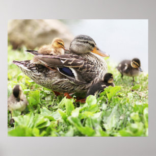 Kvinnlig gräsand som omges av Ducklings Poster