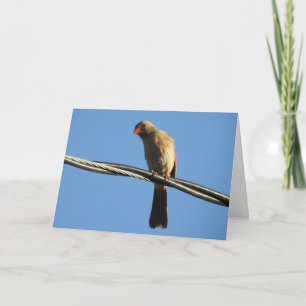 Kvinnlig kardinal på en tråd, fågelfotografi kort