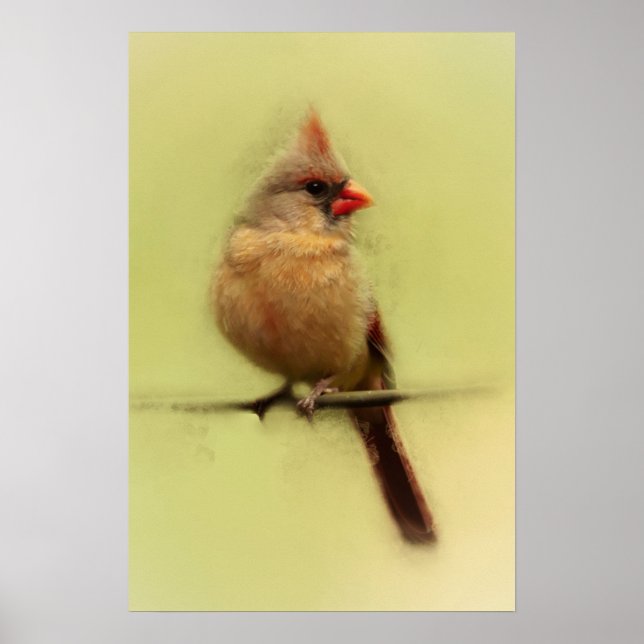 Kvinnlig kardinal sångfågel poster (Framsidan)