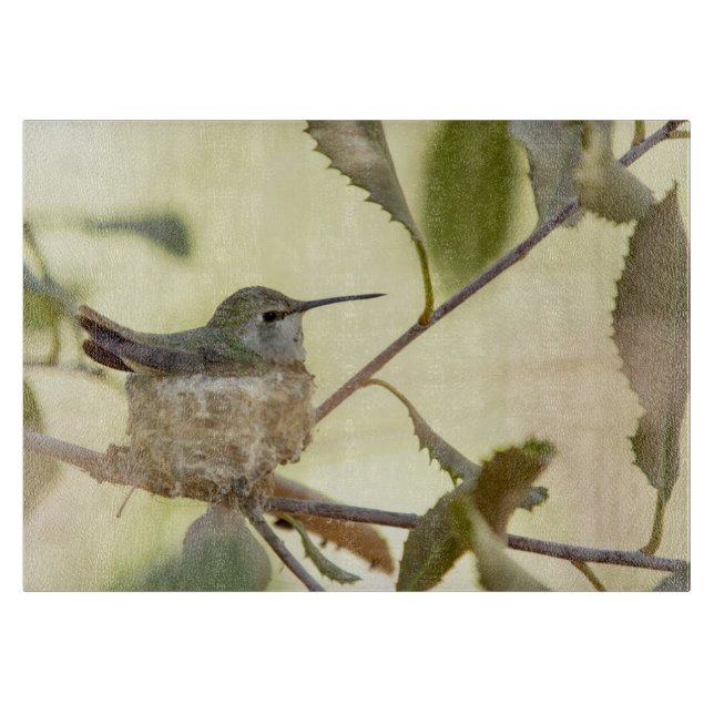 Kvinnlig kolibri på sitt bo (Framsidan)