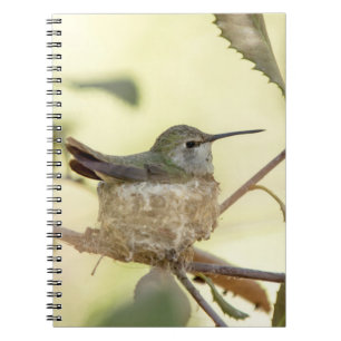 Kvinnlig kolibri på sitt bo anteckningsbok med spiral