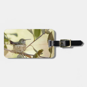 Kvinnlig kolibri på sitt bo bagagebricka