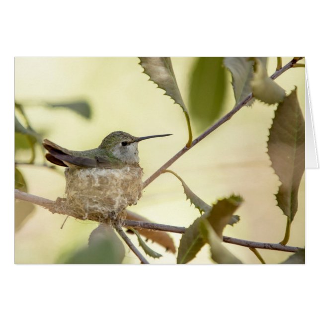 Kvinnlig kolibri på sitt bo hälsningskort (Framsidan Horizontal)