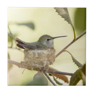 Kvinnlig kolibri på sitt bo kakelplatta