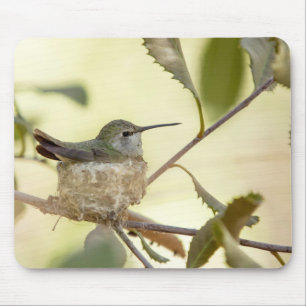 Kvinnlig kolibri på sitt bo musmatta