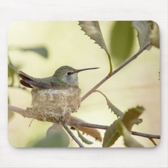 Kvinnlig kolibri på sitt bo musmatta (Framsidan)