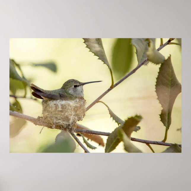 Kvinnlig kolibri på sitt bo poster (Framsidan)