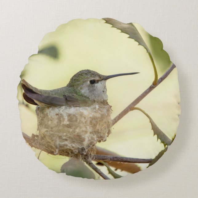 Kvinnlig kolibri på sitt bo rund kudde (Framsidan)