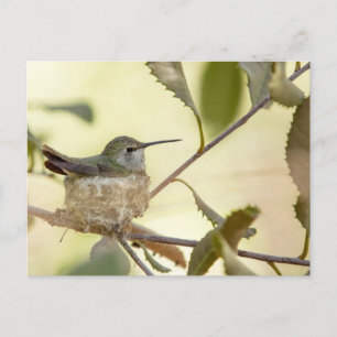 Kvinnlig kolibri på sitt bo vykort