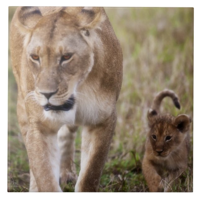 Kvinnlig lejon med unge kakelplatta (Framsidan)