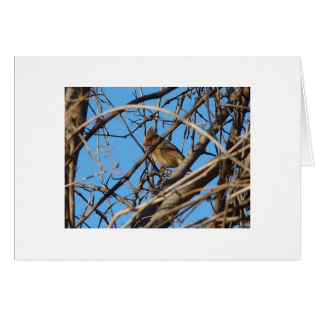 Kvinnlig nordlig kardinal hälsningskort (Framsidan Horizontal)