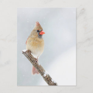 Kvinnlig nordlig kardinal i foto från Snö Vykort