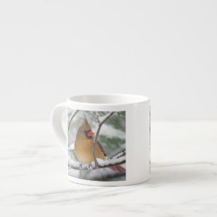 Kvinnlig nordlig kardinal i snöig tall, espressomugg