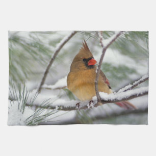 Kvinnlig nordlig kardinal i snöig tall, kökshandduk