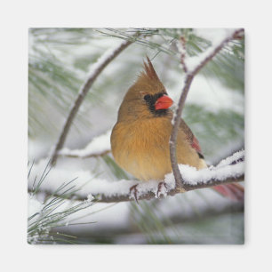 Kvinnlig nordlig kardinal i snöig tall, magnet