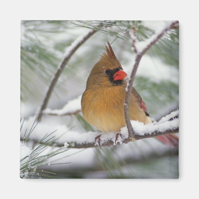 Kvinnlig nordlig kardinal i snöig tall, magnet (Framsidan)