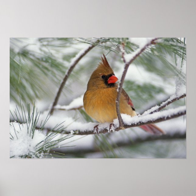 Kvinnlig nordlig kardinal i snöig tall, poster (Framsidan)