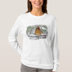Kvinnlig nordlig kardinal i snöig tall, t shirt