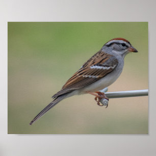 Kvinnlig purpurfärgad Finch Poster