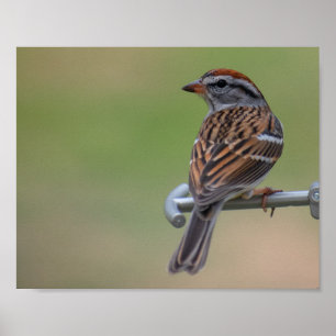 Kvinnlig purpurfärgad Finch Poster