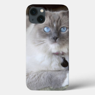 Kvinnlig Ragdoll katt
