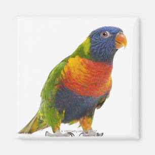 Kvinnlig regnbåge Lorikeet - Trichoglossus Magnet