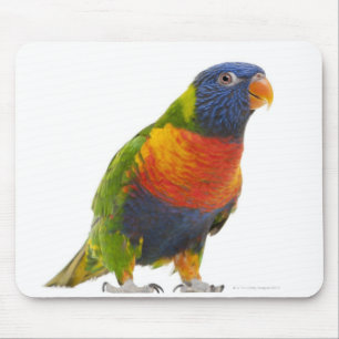 Kvinnlig regnbåge Lorikeet - Trichoglossus Musmatta