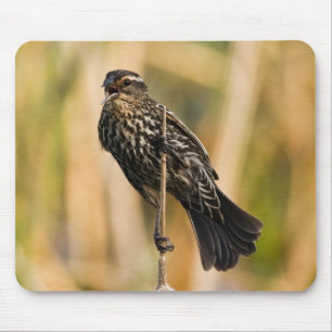 Kvinnlig röd bevingad Blackbird Musmatta