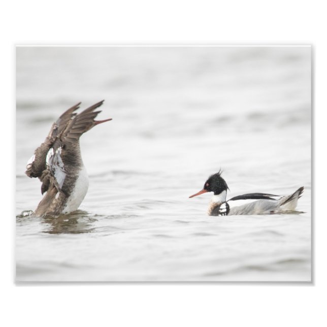 Kvinnlig rödbrustad Merganser Attention Skriv ut Fototryck (Framsidan)