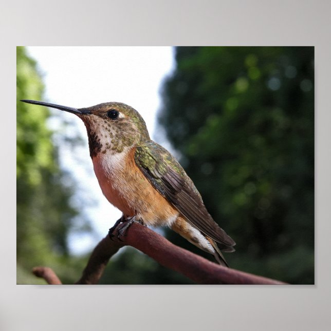 Kvinnlig Rostkolibri - Fina Konsttryck Poster (Framsidan)