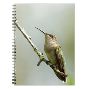 Kvinnlig Ruby-throated Hummingbird Anteckningsbok Med Spiral