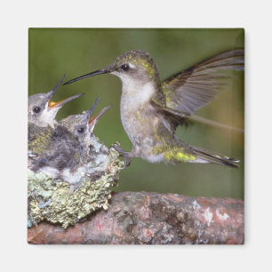 (kvinnlig) Ruby-throated Hummingbird med barn Magnet