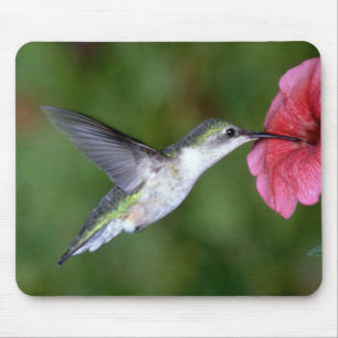 (kvinnlig) Ruby-throated Hummingbird med petuniaen Musmatta