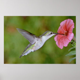 (kvinnlig) Ruby-throated Hummingbird med petuniaen Poster