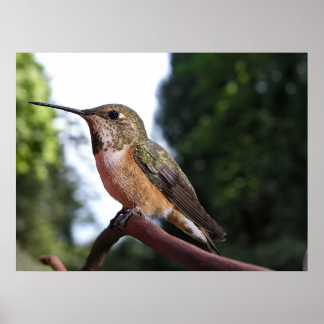 Kvinnlig rufous Hummingbird - Utmärkta konstverk Poster (Framsidan)