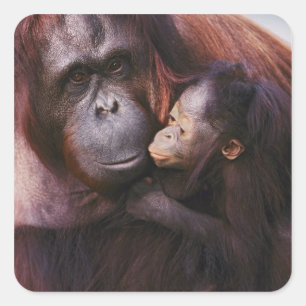 Kvinnlig Sumatra-orangutang med unge, Pongo Fyrkantigt Klistermärke