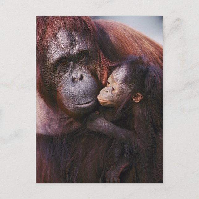 Kvinnlig Sumatra-orangutang med unge, Pongo Vykort (Framsida)